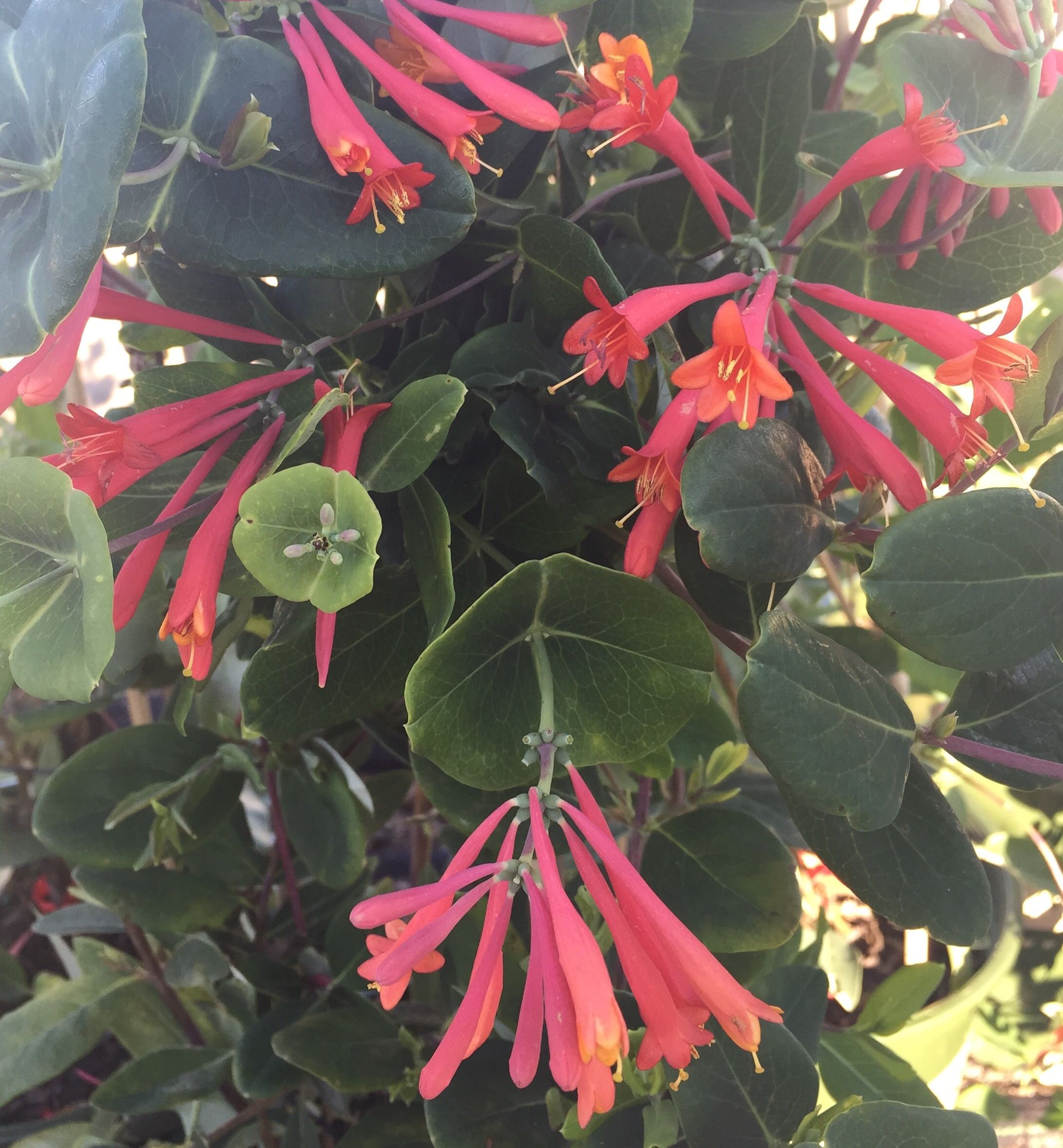 Major Wheeler Honeysuckle Natorp's Online Plant Store